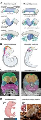 Marsupials and Multi-Omics: Establishing New Comparative Models of Neural Crest Patterning and Craniofacial Development